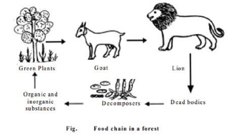 Energy flow of Ecosystem : Food Chain, Food Web, Ecological Pyramids