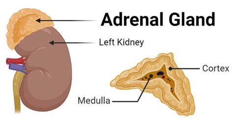 Adrenal Gland- Definition, Structure, Hormones, Functions, Disorders ...