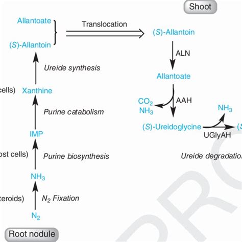 Ureide Synthesis In Nodules And Catabolism In Shoots In Soybean