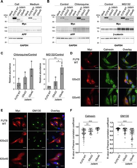 The Stem Region Of Fucosyltransferase Fut Is Required For