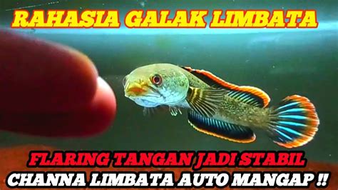 Cara Treatment Channa Limbata Agar Galak Flaring Tangan Youtube