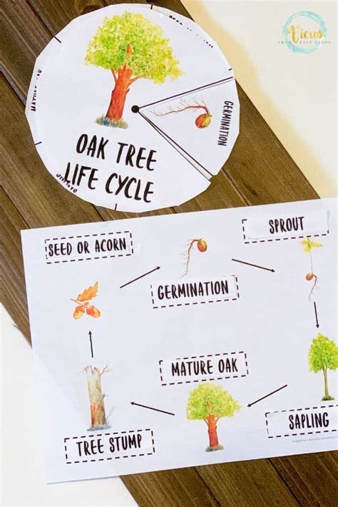 Printable Life Cycle Of A Tree