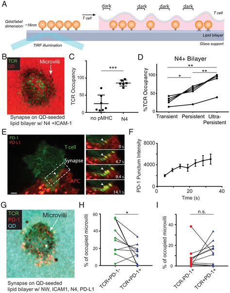 T Cells Use Distinct Topographical And Membrane Receptor Scanning