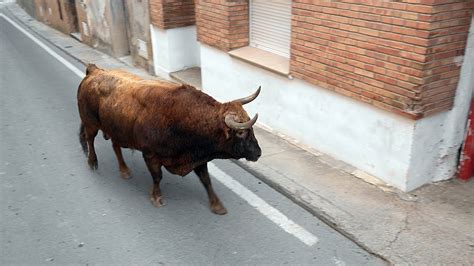 Encierro De La Ganaderia De Merino De Marcilla Navarra En Fitero