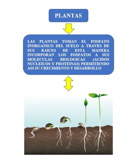 Haz Todo Con Mi Poder Escarcha Penetraci N Informacion Sobre El Fosforo