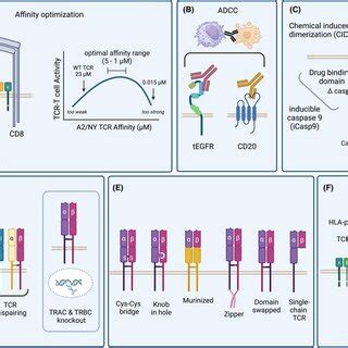 Strategies To Improve The Function And Safety Of TCRT Cells A TCRs