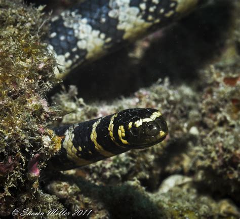 Hazardous Marine Life Of Okinawa By Shawn Miller Okinawa Nature