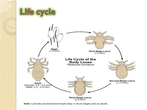 Lice Life Cycle Stages Cortez Hargrove