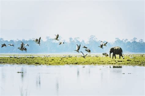 Pobitora Wildlife Sanctuary Assam – Entry Fee, Timings, Jeep Safari