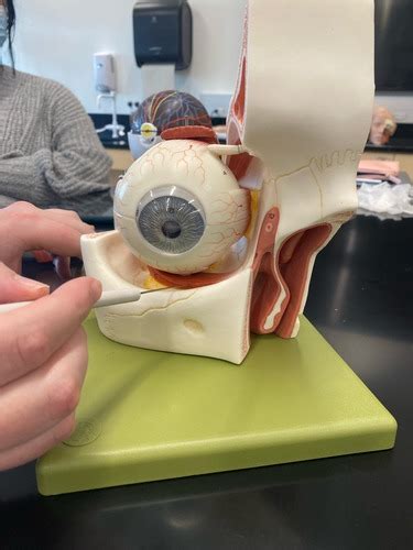 Human Eye Model Green Based Flashcards Quizlet