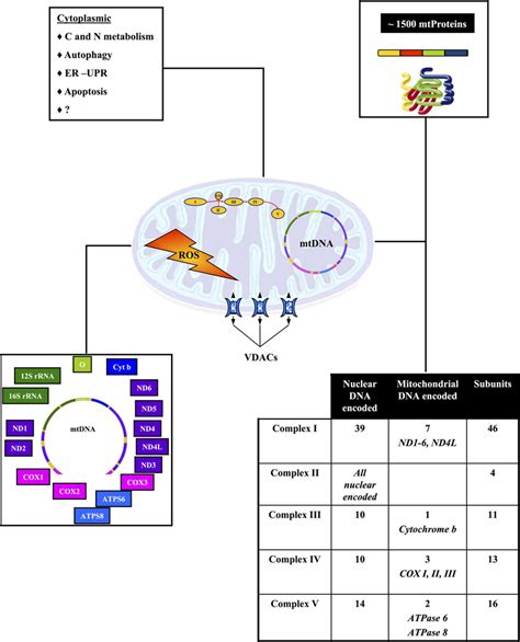 Biogenesis of mitochondria results from the interaction of two genomes....