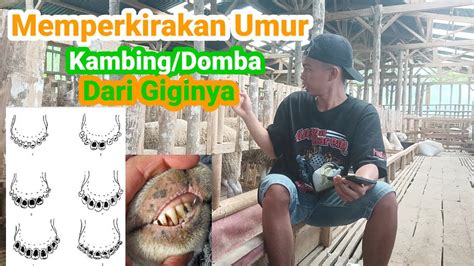 Tips Cara Gampang Mengetahui Umur Kambing Domba Dengan Mudah YouTube