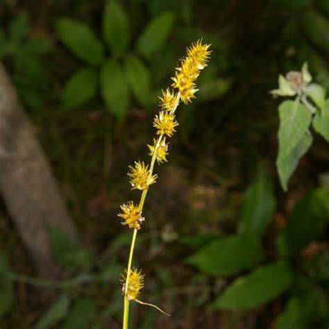 Prairie Future Seed Company Bur Reed Sedge Seed