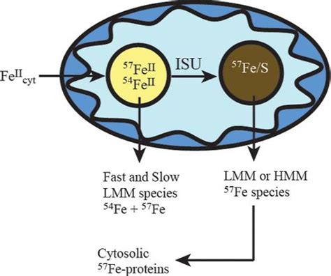 Yeast Mitochondria Import Aqueous Feii And When Activated For Iron