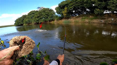 Do Cupim Fiz A Isca Da Isca Peguei Peixe Bruto Pesca Caipira Youtube