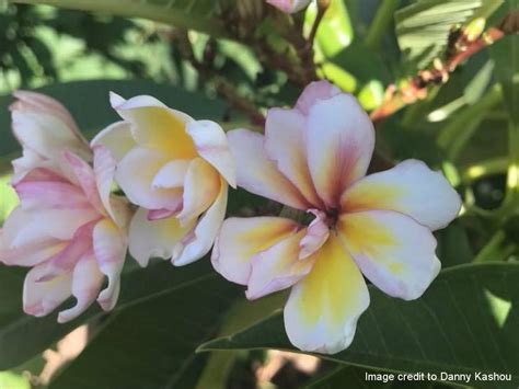 Frangipani Mosaic Virus In Plumeria