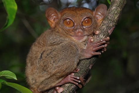 Flora Y Fauna De Filipinas