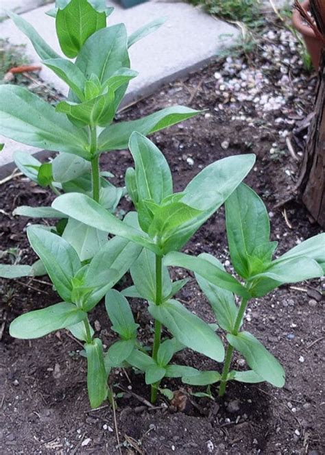 How To Grow Zinnias A Step By Step Guide Flower Patch Farmhouse