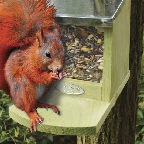 Squirrel Food - 500g - Natural Collection Select