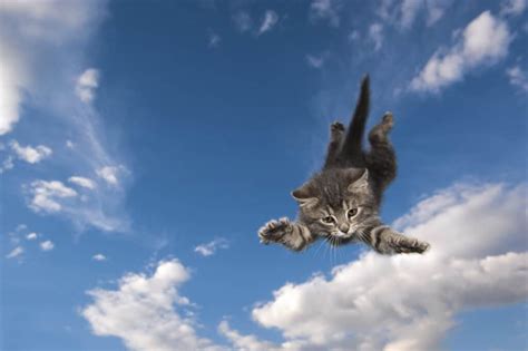 How High Can Cats Jump 10 Facts About These Amazing Leapers A Z Animals