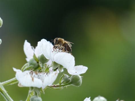 Bienen Und Bauern Retten Kleinbrennrei