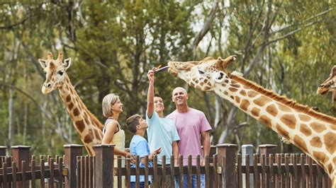 Dubbo Zoo Dubbo Zoo Picture Of Taronga Western Plains Zoo Dubbo