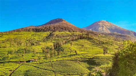 6 Fakta Menarik Gunung Cilik Kaliurip Yang Berlokasi Di Perkebunan Teh