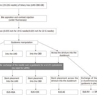 Eus Guided Antegrade Stenting With Hgs A After Puncture Of The