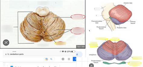 Lab Exam Cerebellum Label Diagram Quizlet