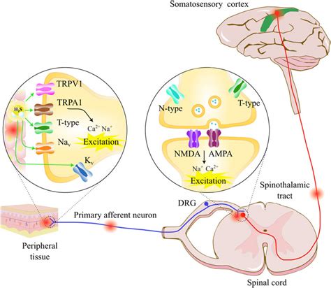 Frontiers T Type Calcium Channel Modulation By Hydrogen Sulfide In