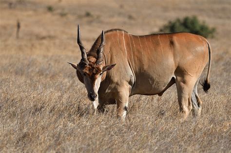 Eland Dier Zoogdier Tragelaphus Gratis Foto Op Pixabay Pixabay