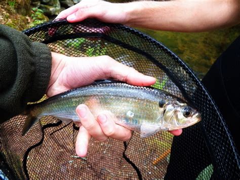 Connecticut Fly Angler A First Blueback Herring