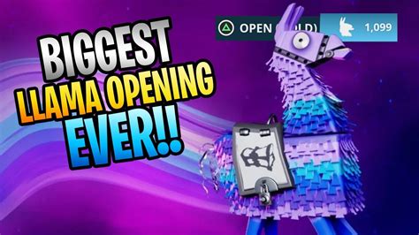 Biggest Llama Opening Of All Time Over 1000 Llamas Youtube