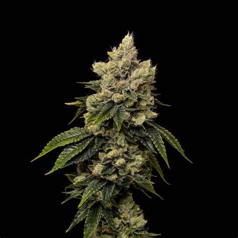 Kush Mints - Good Chemistry Nurseries
