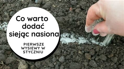 Zaprawianie Nasion I Nawo Enie W Jednym Pietruszka Siana W Styczniu