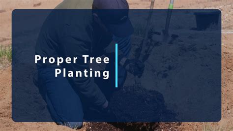 Proper Tree Planting YouTube