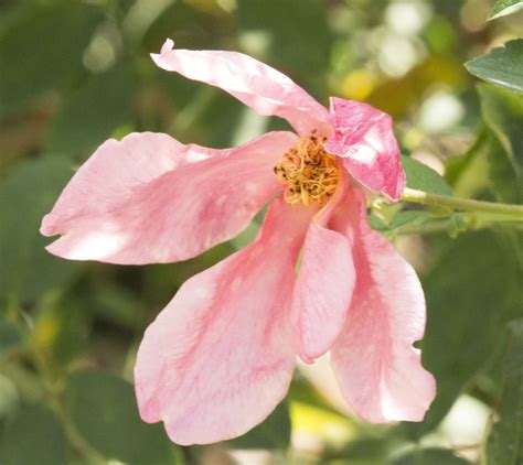 GardenZeus Recommendations for Old Garden Rose Varieties in California ...