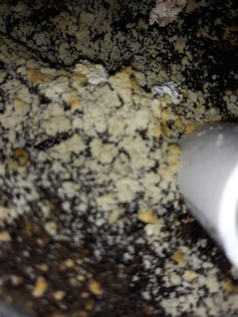 brown stuff    save  plant rhouseplants