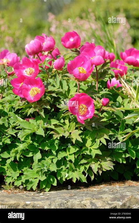 Paeonia Officinalis Subsp Humilis Paeonia Paradoxa Paeonia Humilis