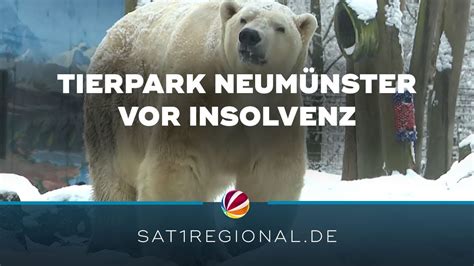 Tierpark Neum Nster Ist Kurz Vor Der Insolvenz Youtube