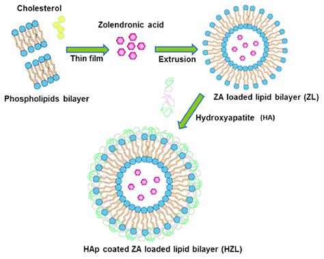 Schematic Presentation Of The Preparation Of Hydroxyapatite Coated