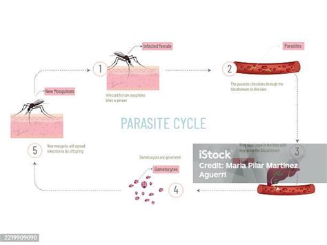 Como Fica O Local Da Picada Do Mosquito Da Dengue - Vetores de Ciclo Do Parasita Da Dengue Explicado Da Picada Do Mosquito ...
