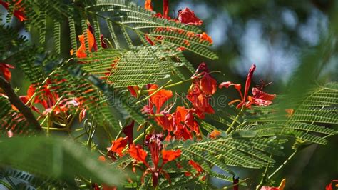 Delonix Regia Royal Poinciana Flamboyant Phoenix Flower Flame Of