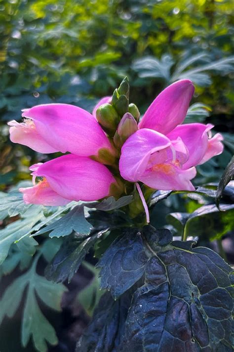 Buy Tiny Tortuga Pink Turtlehead Chelone Free Shipping Wilson