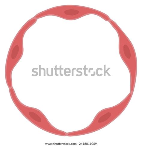 Arteriole Endothelium Illustration Vector Graphic Arteriole Stock