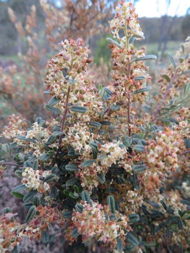 Pomaderris Angustifolia INaturalist Canada