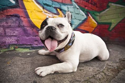 Auggie The Deaf French Bulldog In An Alley In Highland Park Ca