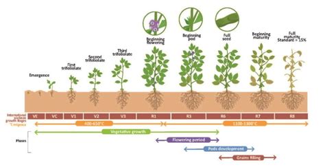 Soybean Water Requirements | Knox County Agricultural News