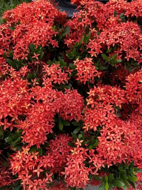 Dwarf Ixora On Sale Cityofclovis Org