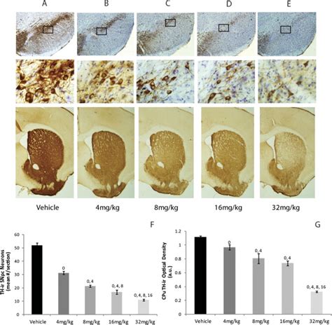 Effect Of Intermittent Washout Periods On Progressive Lesioning Of The